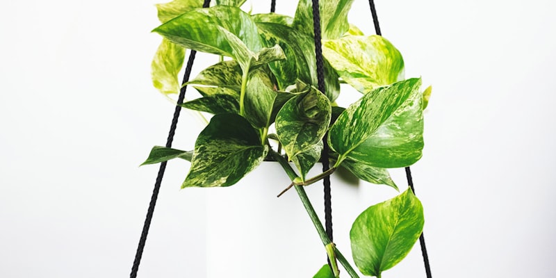 历届世界杯冠军奖杯与经典历史时刻回顾